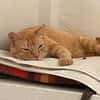 Felicia (FIV) Dreibeinchen sucht Zuhause