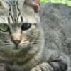 Lexter (FIV+) sucht über 4 Jahre