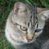Lexter (FIV+) sucht über 4 Jahre