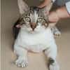 Piaget - ein sehr süßer Kuschelkater