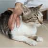 Piaget - ein sehr süßer Kuschelkater