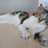 Piaget - ein sehr süßer Kuschelkater