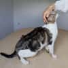 Piaget - ein sehr süßer Kuschelkater