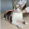 Piaget - ein sehr süßer Kuschelkater