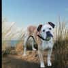 Mino sucht eine Heimat.Gnadenadoption