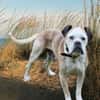 Mino sucht eine Heimat.Gnadenadoption