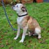 Mino sucht eine Heimat.Gnadenadoption