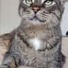 Tulo - Pechvogel sucht dringend Zuhause