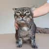 Tulo - Pechvogel sucht dringend Zuhause