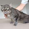 Tulo - Pechvogel sucht dringend Zuhause