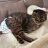 Tulo - Pechvogel sucht dringend Zuhause
