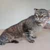 Tulo - Pechvogel sucht dringend Zuhause