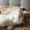 Vincent wunderschöner Thai Kater