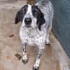 liebe Luna sucht eine Familie