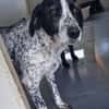 liebe Luna sucht eine Familie