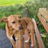 Sanfte Olgi 3 Jahre Mischling
