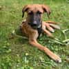 Cortie sucht liebevolle Familie....