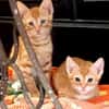 Fred & George aus dem Tierschutz