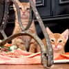 Fred & George aus dem Tierschutz