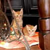 Fred & George aus dem Tierschutz
