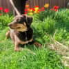 Die süße Bambi