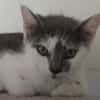 MINOUCHAT