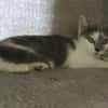 MINOUCHAT