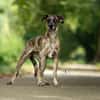 Roxil