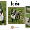 ICEO