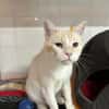 Benji (en cours d'adoption)