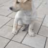 Lumi