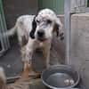 MIRTA simil setter