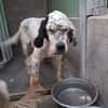 MIRTA simil setter