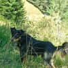 Zauberhafter Familienhund Rocky