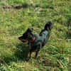 Zauberhafter Familienhund Rocky