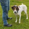 Tino - Zuhause mit ❤gesucht