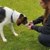 Tino - Zuhause mit ❤gesucht