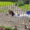 Tino - Zuhause mit ❤gesucht
