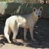 Peggy - Zuhause gesucht