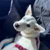 Peggy - Zuhause gesucht