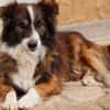 Wusel sucht seine zweite Chance!