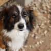 Wusel sucht seine zweite Chance!