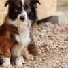 Wusel sucht seine zweite Chance!