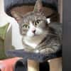 MARA - kleine Katze, große Chefin