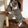 MARA - kleine Katze, große Chefin