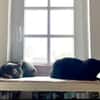 MARA - kleine Katze, große Chefin