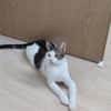 Lieber Paco sucht Zuhause mit Fluffy