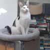 Lieber Paco sucht Zuhause mit Fluffy