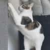 Lieber Paco sucht Zuhause mit Fluffy