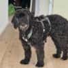 Xaver sucht freie Streichelhand